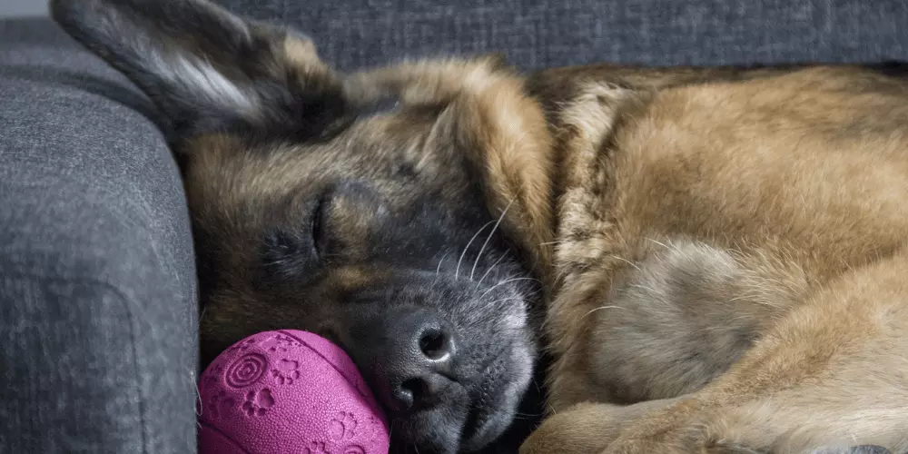 Las 10 razas de perros más tranquilas – Compañeros perfectos para hogares serenos